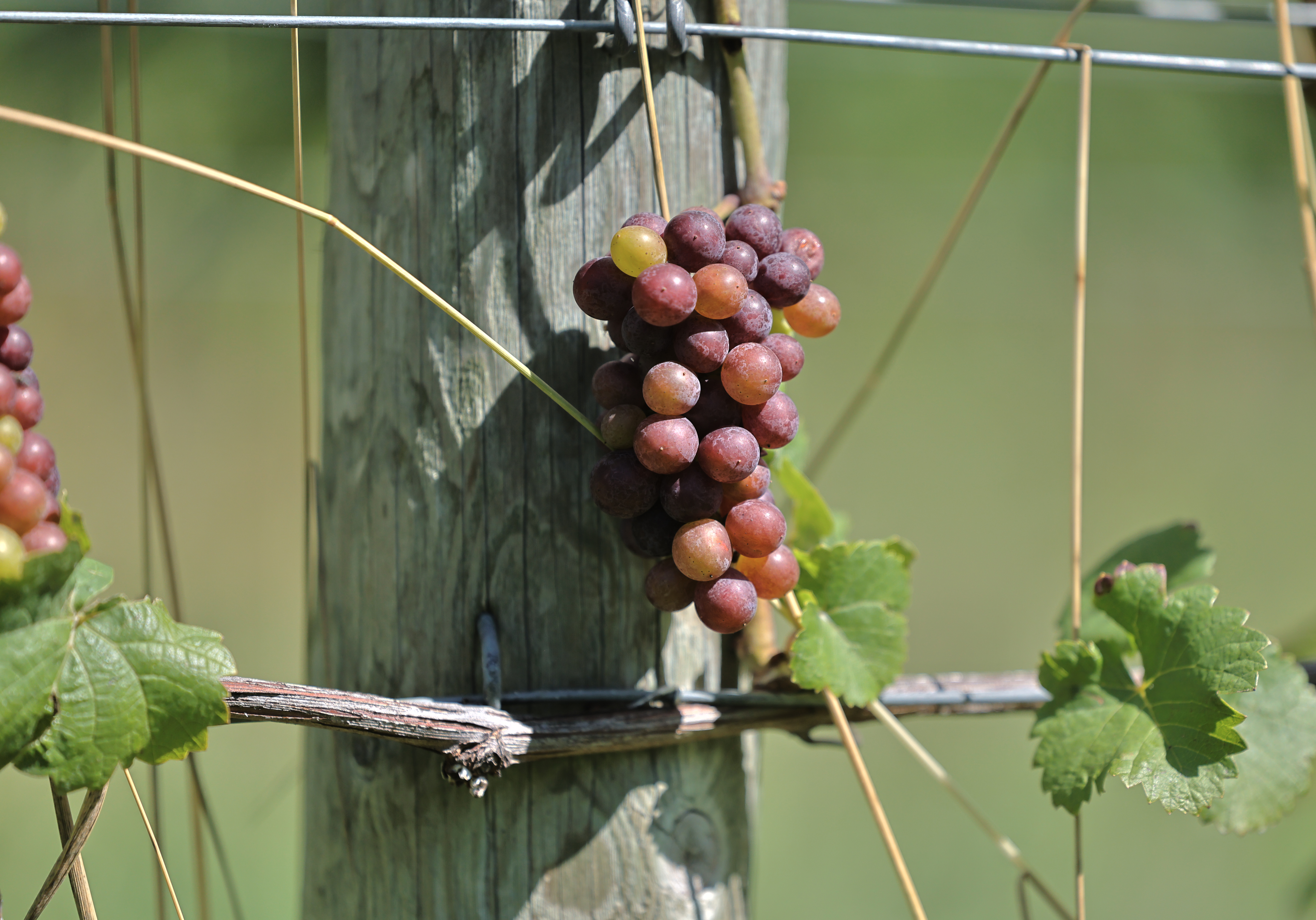 Pinot Noir grapes hang from a vine.